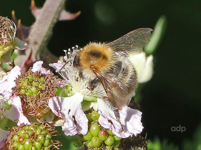 Bombus muscorum, Moss Carder Bee, Alan Prowse